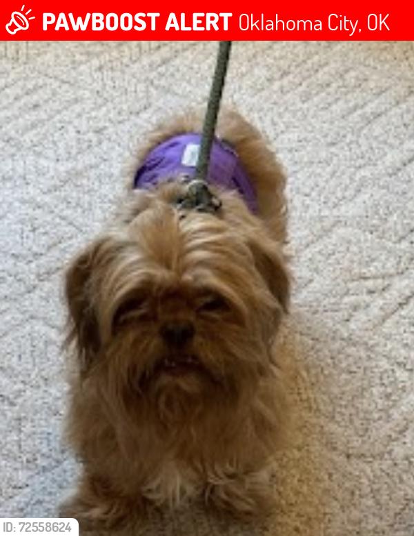 Lost Male Dog last seen NW 61st & Quapah, Oklahoma City, OK 73112