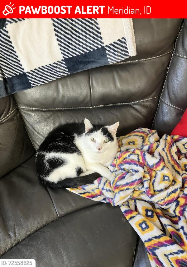 Lost Male Cat last seen Ustick, Meridian, ID 83646