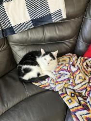 Lost Male Cat last seen Ustick, Meridian, ID 83646