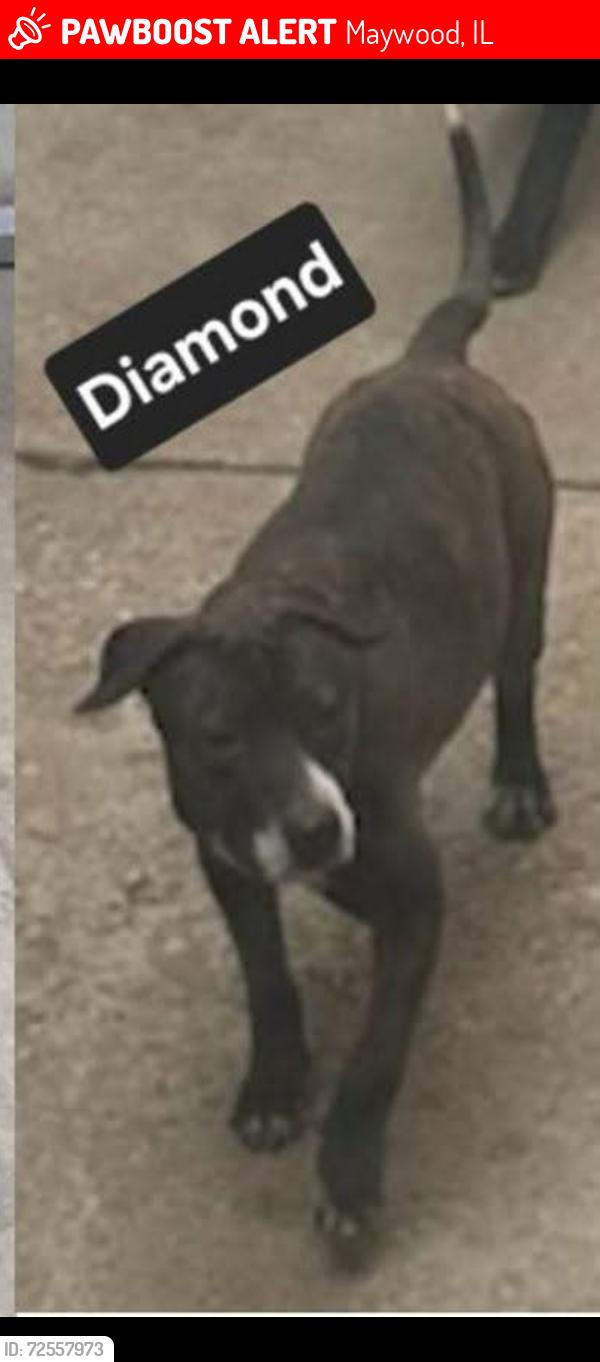 Lost Female Dog last seen North ave & 1st Ave , Maywood, IL 60153