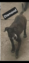 Lost Female Dog last seen North ave & 1st Ave , Maywood, IL 60153