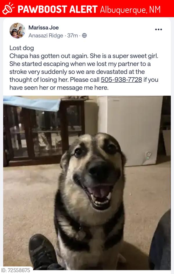 Lost Female Dog last seen CNM Westside , Anasazi Ridge , Albuquerque, NM 87114