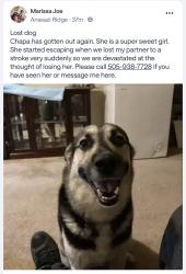 Lost Female Dog last seen CNM Westside , Anasazi Ridge , Albuquerque, NM 87114