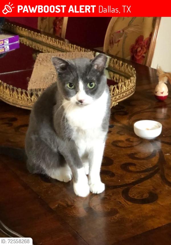 Lost Female Cat last seen Bent Tree Golf course and Preston trail, Dallas, TX 75248