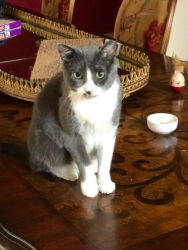 Lost Female Cat last seen Bent Tree Golf course and Preston trail, Dallas, TX 75248