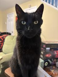 Lost Male Cat last seen Near Maximus Dr in Country Club Crossing Neighborhood, Greer, SC 29651