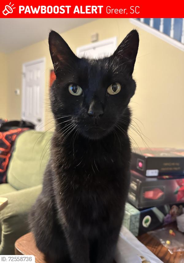 Lost Male Cat last seen Near Maximus Dr in Country Club Crossing Neighborhood, Greer, SC 29651