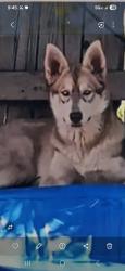 Lost Female Dog last seen Cole n covell, Woodcrest, CA 92508