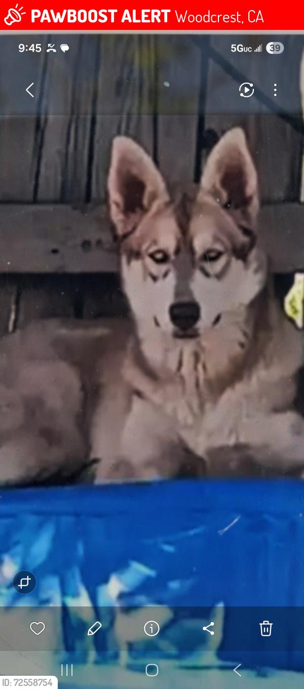 Lost Female Dog last seen Cole n covell, Woodcrest, CA 92508