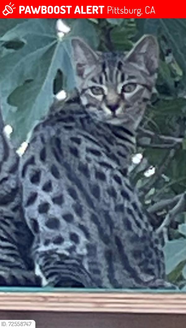 Lost Male Cat last seen Heights elementary school on Seeno, Pittsburg, CA 94565