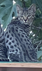 Lost Male Cat last seen Heights elementary school on Seeno, Pittsburg, CA 94565