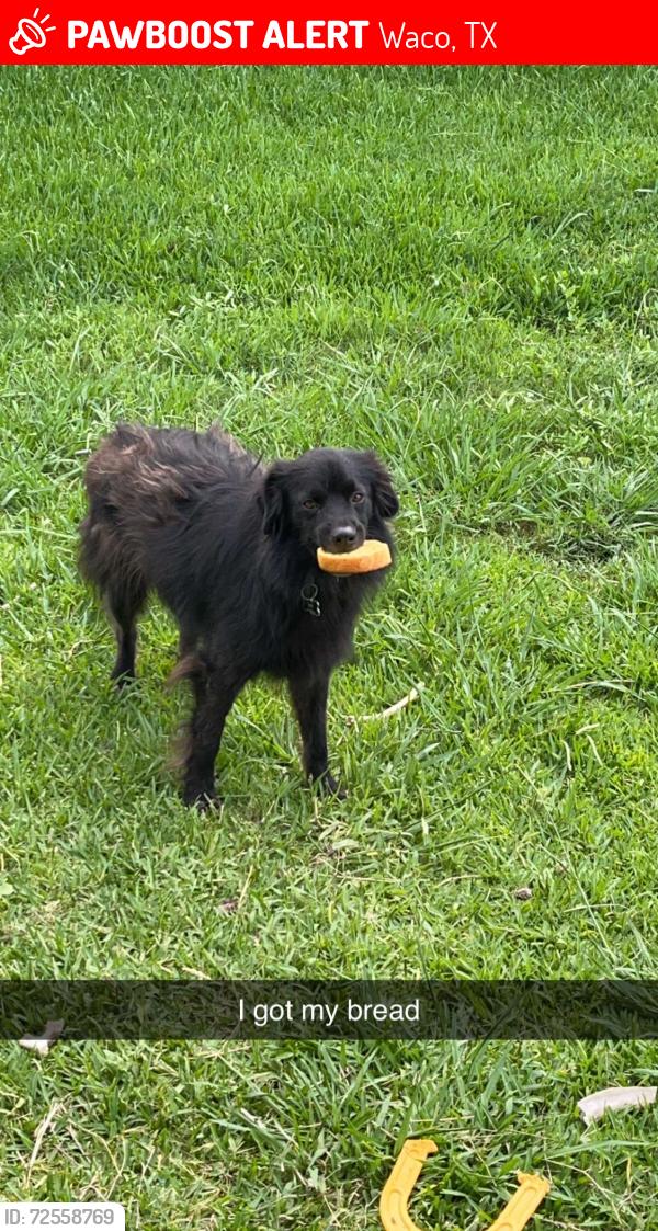 Lost Male Dog last seen New Road and Cumberland Ave, Waco, TX 76707