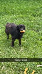 Lost Male Dog last seen New Road and Cumberland Ave, Waco, TX 76707