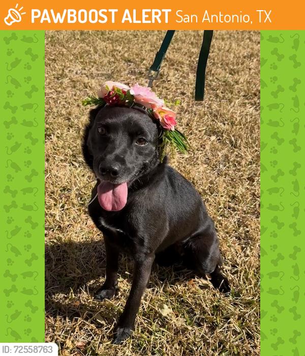 Found/Stray Female Dog last seen Dover Ridge and Sidbury Circle, San Antonio, TX 78250