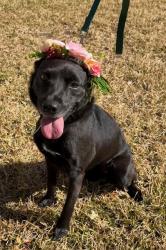 Found/Stray Female Dog last seen Dover Ridge and Sidbury Circle, San Antonio, TX 78250