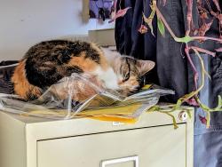 Lost Female Cat last seen 43rd street  Independence, Mo, Independence, MO 64055