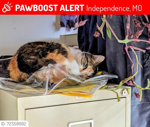 Lost Female Cat last seen 43rd street Independence, Mo, Independence, MO 64055