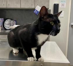 Lost Male Cat last seen Near Sibley Drive, Midlothian, TX 76065, Midlothian, TX 76065