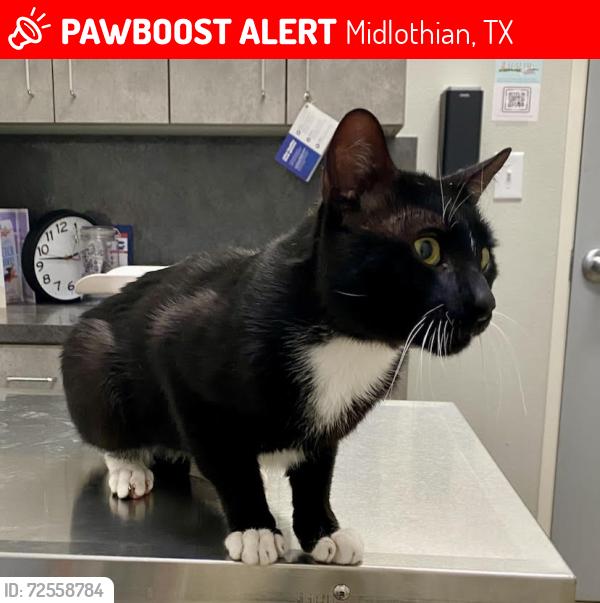 Lost Male Cat last seen Near Sibley Drive, Midlothian, TX 76065, Midlothian, TX 76065
