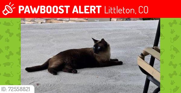 Lost Female Cat last seen High Point Highlands Ranch , Littleton, CO 80126