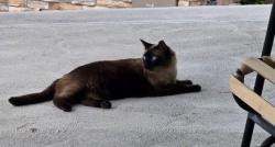Lost Female Cat last seen High Point Highlands Ranch , Littleton, CO 80126