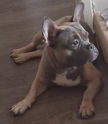 Lost Male Dog last seen Last seen by remsen ave , Brooklyn, NY 11212