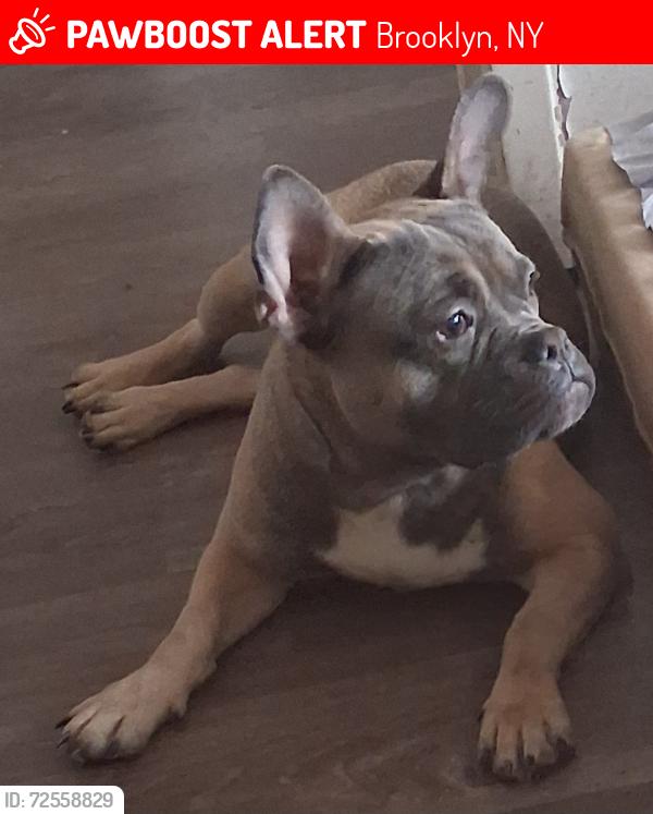 Lost Male Dog last seen Last seen by remsen ave , Brooklyn, NY 11212