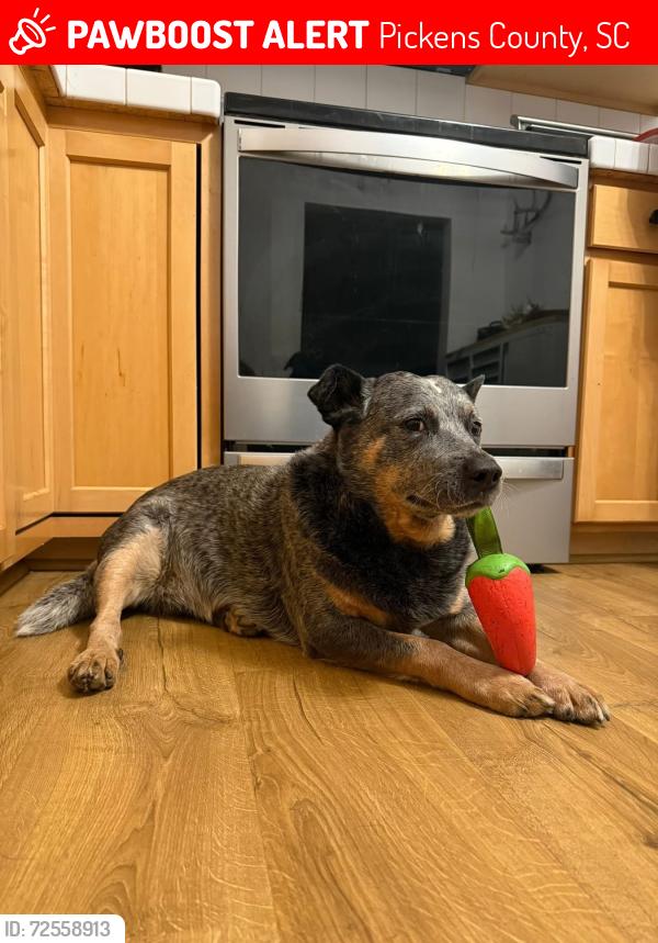 Lost Male Dog last seen Skyland Dr, Pickens County, SC 29671