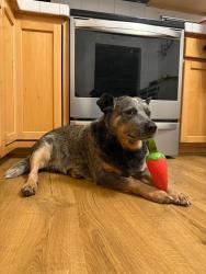 Lost Male Dog last seen Skyland Dr, Pickens County, SC 29671