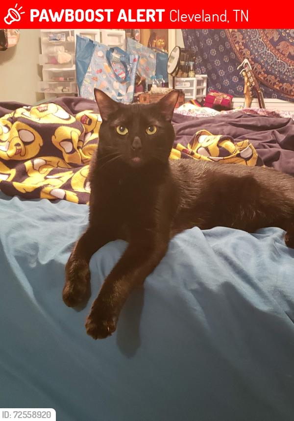 Lost Male Cat last seen 10th and 11th st, Cleveland, TN 37311