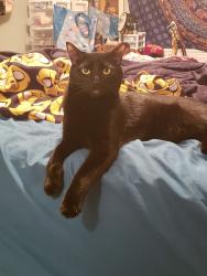 Lost Male Cat last seen 10th and 11th st, Cleveland, TN 37311