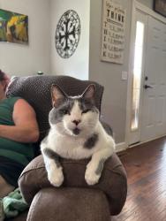 Lost Male Cat last seen Kelley road, Eagleville, TN 37060