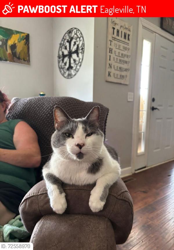 Lost Male Cat last seen Kelley road, Eagleville, TN 37060