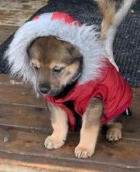 Lost Male Dog last seen Saskatchewan drive edmonton , Edmonton, AB T6G 2W6