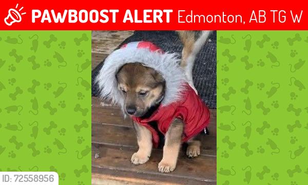 Lost Male Dog last seen Saskatchewan drive edmonton , Edmonton, AB T6G 2W6