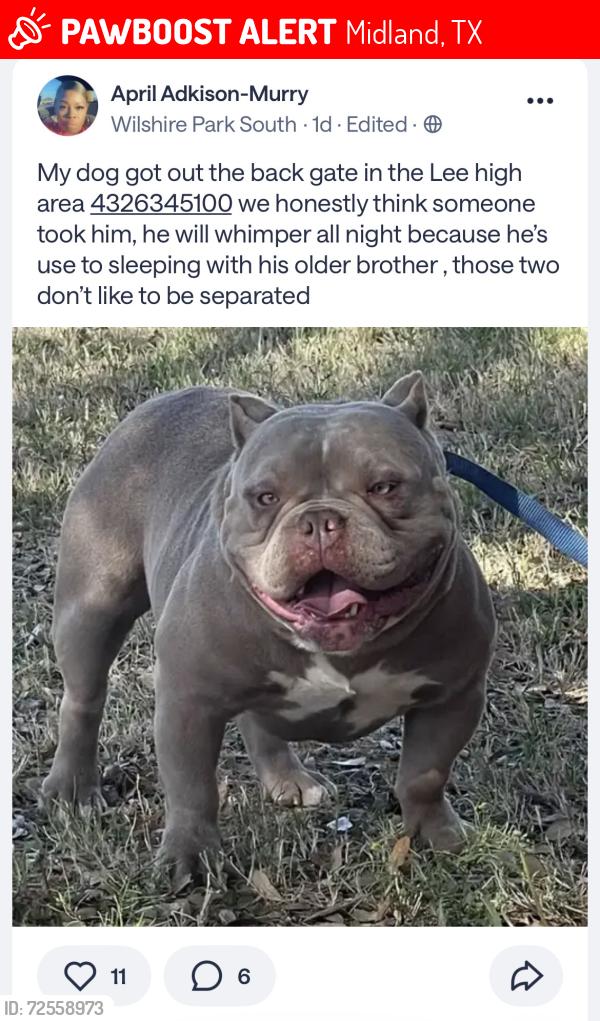Lost Male Dog last seen West dengar and Neely , Midland, TX 79708