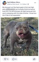 Lost Male Dog last seen West dengar and Neely , Midland, TX 79708