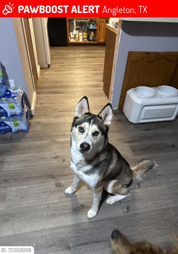 Lost Male Dog last seen Country Grove CR 45/CR 501, Angleton, TX 77515