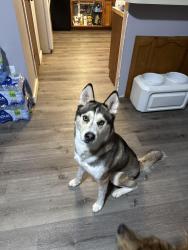 Lost Male Dog last seen Country Grove CR 45/CR 501, Angleton, TX 77515