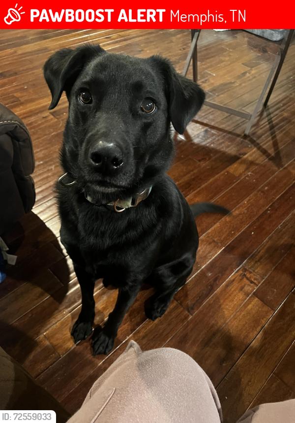 Lost Male Dog last seen Whitehaven , Memphis, TN 38116