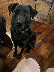 Lost Male Dog last seen Whitehaven , Memphis, TN 38116