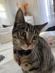 Lost Female Cat last seen Alameda y federal, Denver, CO 80219