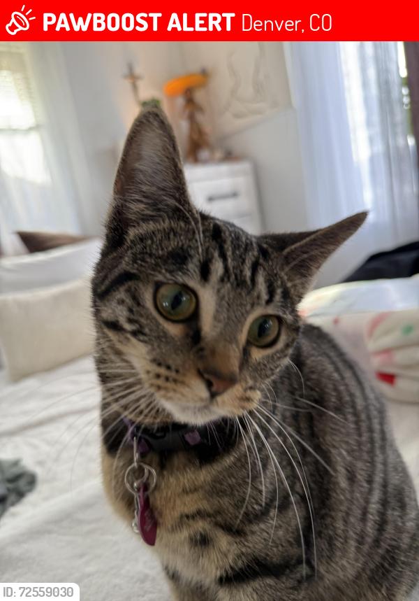 Lost Female Cat last seen Alameda y federal, Denver, CO 80219