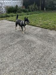 Found/Stray Male Dog last seen st. bernard and allen toussaint, New Orleans, LA 70122