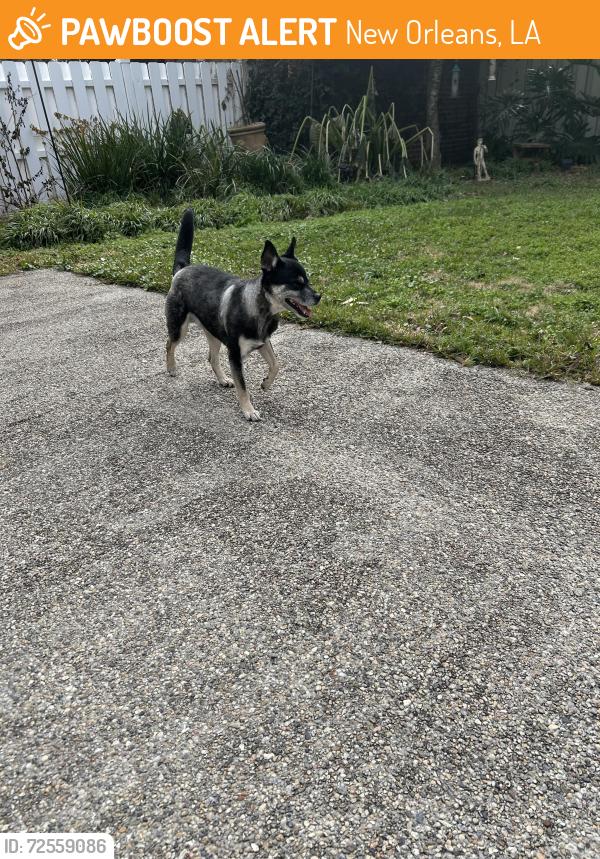 Found/Stray Male Dog last seen st. bernard and allen toussaint, New Orleans, LA 70122