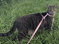 Reunited Female Cat last seen Wilson Blvd, Wilson Dr, route 7, John Marshall Dr, The Eden Center, Falls Church, VA 22044