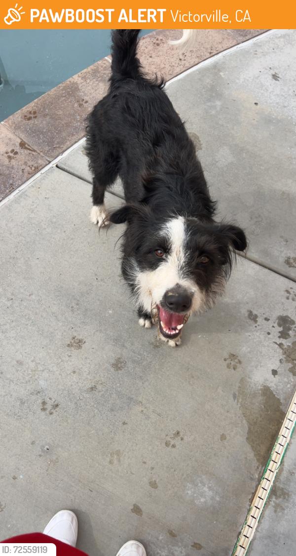 Found/Stray Female Dog last seen Bear valley rd, Victorville, CA 92392