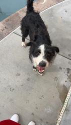 Found/Stray Female Dog last seen Bear valley rd, Victorville, CA 92392