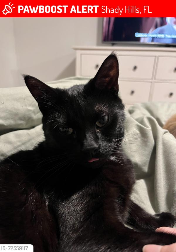 Lost Male Cat last seen Glenrock rd, Shady Hills, FL 34610