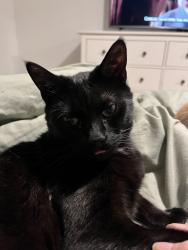 Lost Male Cat last seen Glenrock rd, Shady Hills, FL 34610